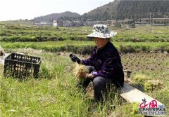 贵州独山：海花草丰收带动村民实现增收致富